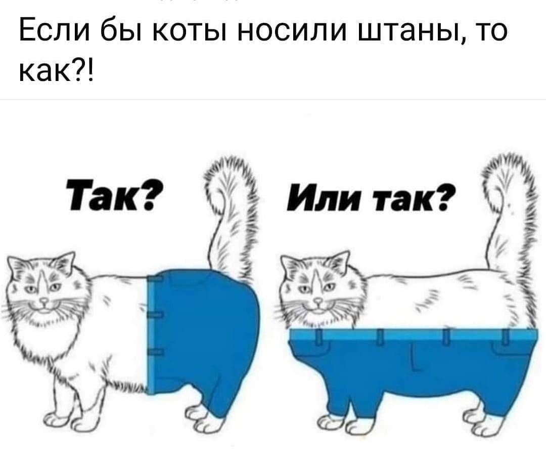 Если бы коты носили штаны, то как?! Так? Или так?