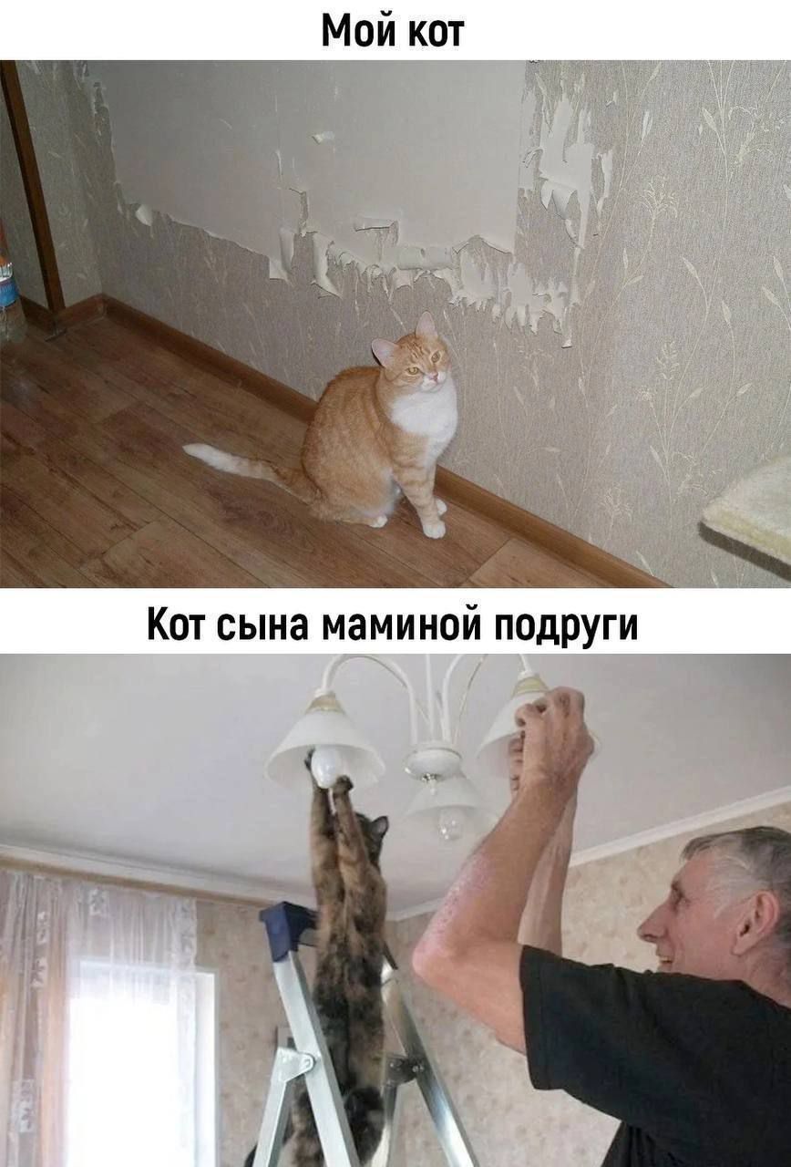 Мой кот
Кот сына маминой подруги