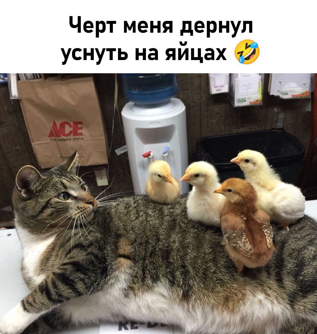 Черт меня дернул уснуть на яйцах 🤣