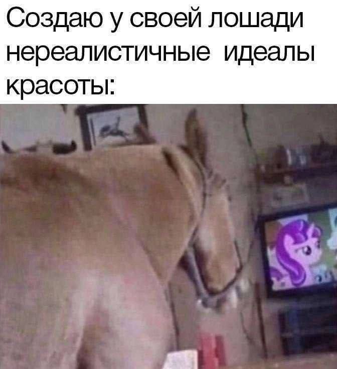 Создаю у своей лошади нереалистичные идеалы красоты: