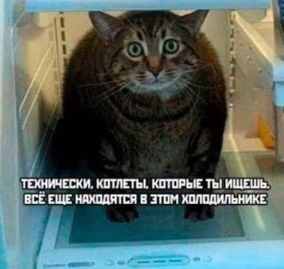 Технически, котлеты, которые ты ищешь, всё еще находятся в этом холодильнике