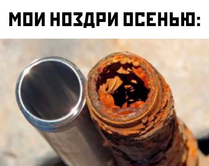 МОИ НОЗДРИ ОСЕНЬЮ: