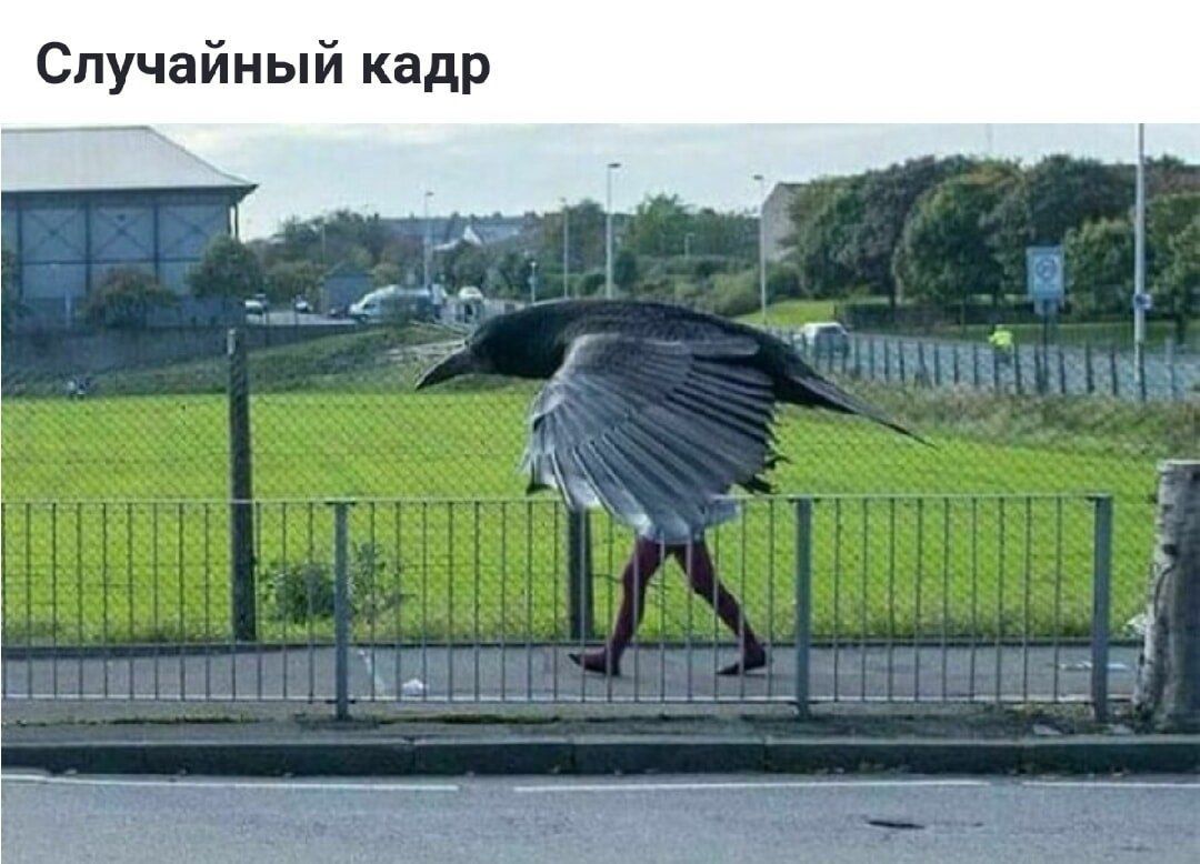 Случайный кадр