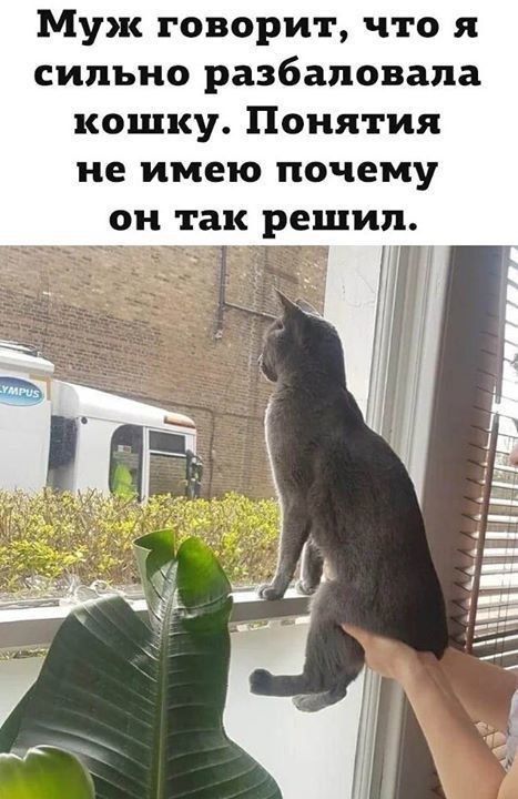 Муж говорит, что я сильно разбаловала кошку. Понятия не имею почему он так решил.