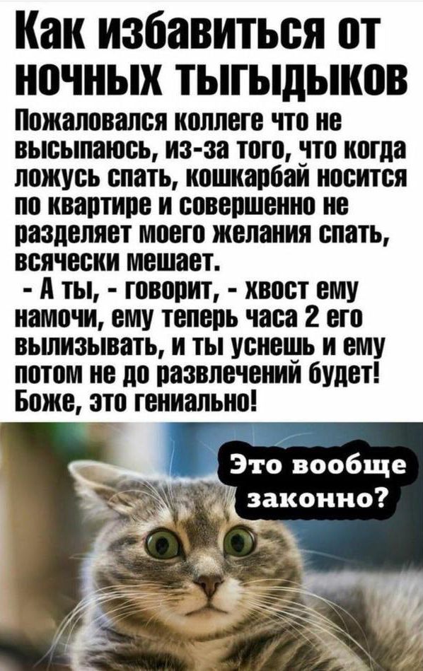 Как избавиться от ночных тыгыдыкoв

Пожаловался коллеге что не высыпаюсь, из-за того, что когда ложусь спать, кошкaрбай носится по квартире и совершенно не разделяет моего желания спать, всячески мешает.
- А ты, - говорит, - хвост ему намочи, ему теперь часа 2 jego вылизывать, и ты унесешь и ему потом не до развлечений будет! Боже, это гениально!

Это вообще законно?