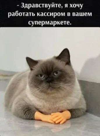 - Здравствуйте, я хочу работать кассиром в вашем супермаркете.