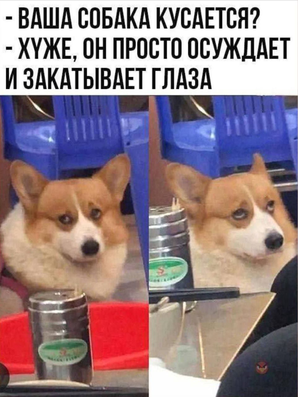 ВАША СОБАКА КУСАЕТСЯ? - ХУЖЕ, ОН ПРОСТО ОСУЖДАЕТ И ЗАКРЫВАЕТ ГЛАЗА