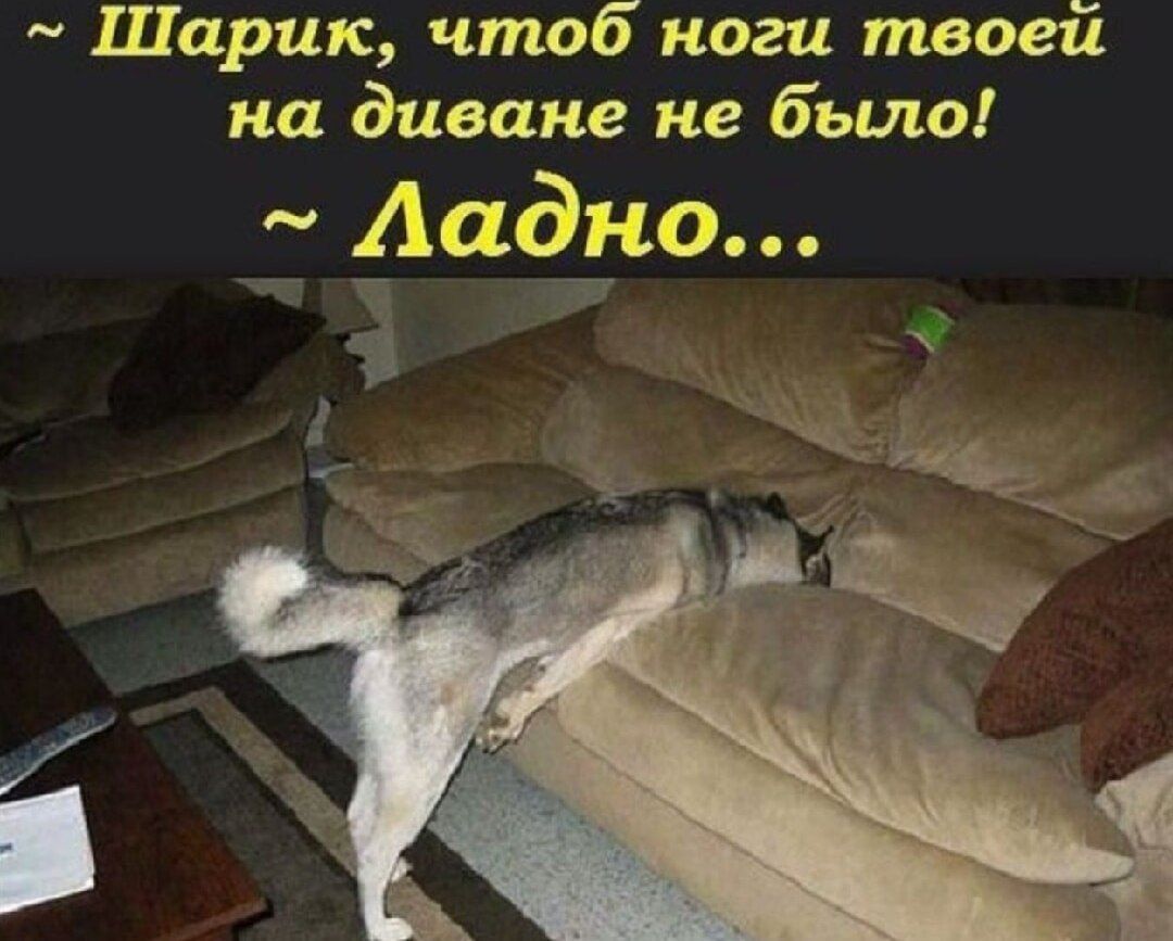 ~ Шарик, чтобы ноги твоей на диване не было! ~ Ладно...