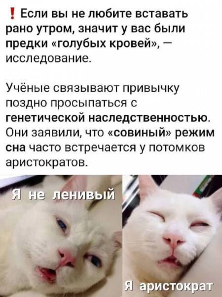 ‼ Если вы не любите вставать рано утром, значит у вас были предки «голубых кровей», – исследование.

Учёные связывают привычку поздно просыпаться с генетической наследственностью. Они заявили, что «совиный» режим сна часто встречается у потомков аристократов.

Я не ленивый
Я аристократ