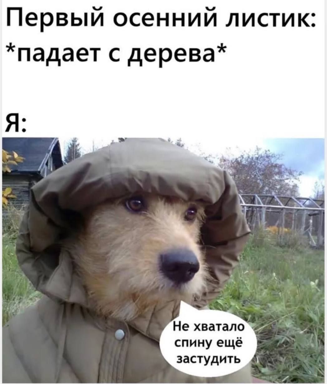 Первый осенний листик: *падает с дерева*
Я:
Не хватало спину ещё застыдить