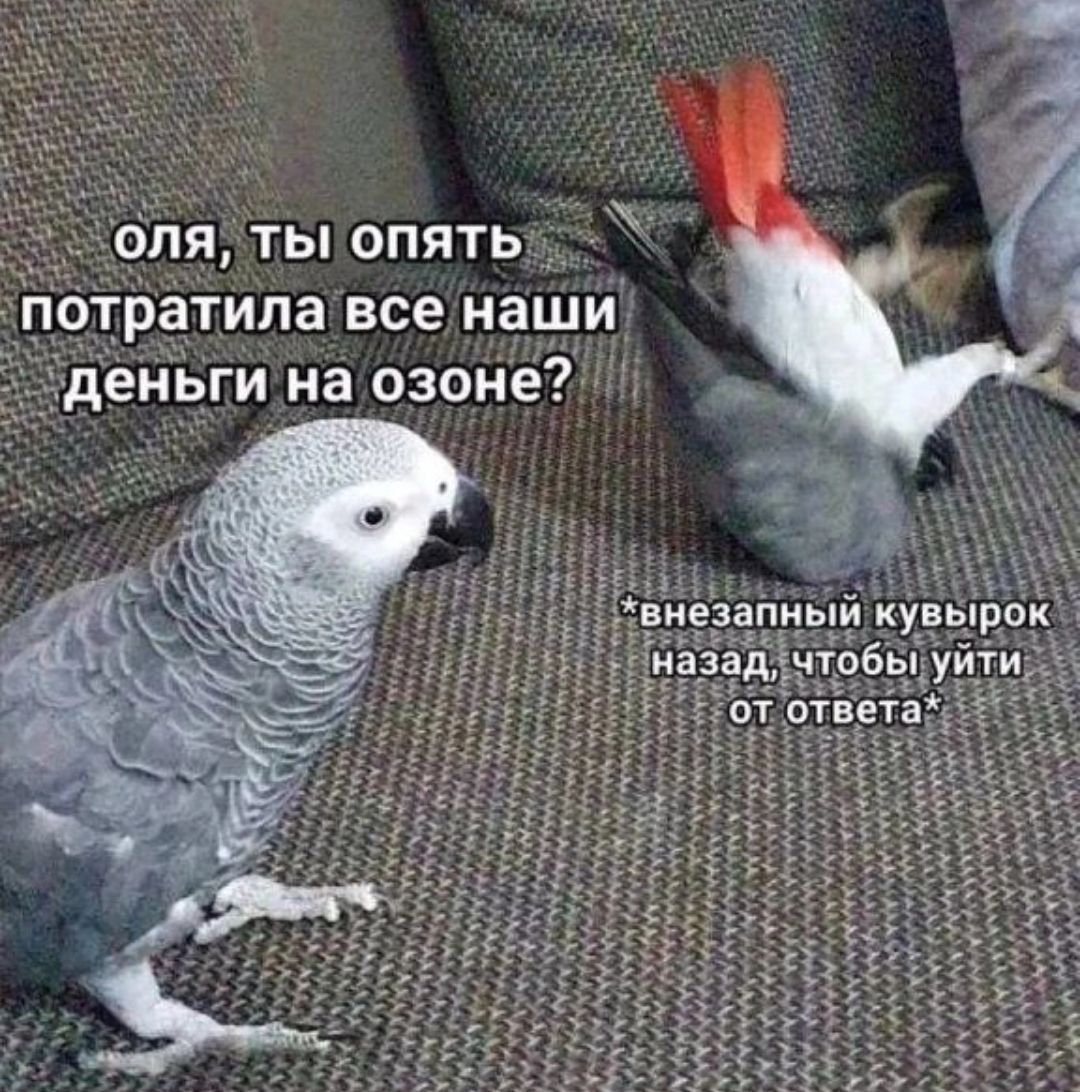 оля, ты опять потратила все наши деньги на озоне?
*внезапный кувырок назад, чтобы уйти от ответа*
