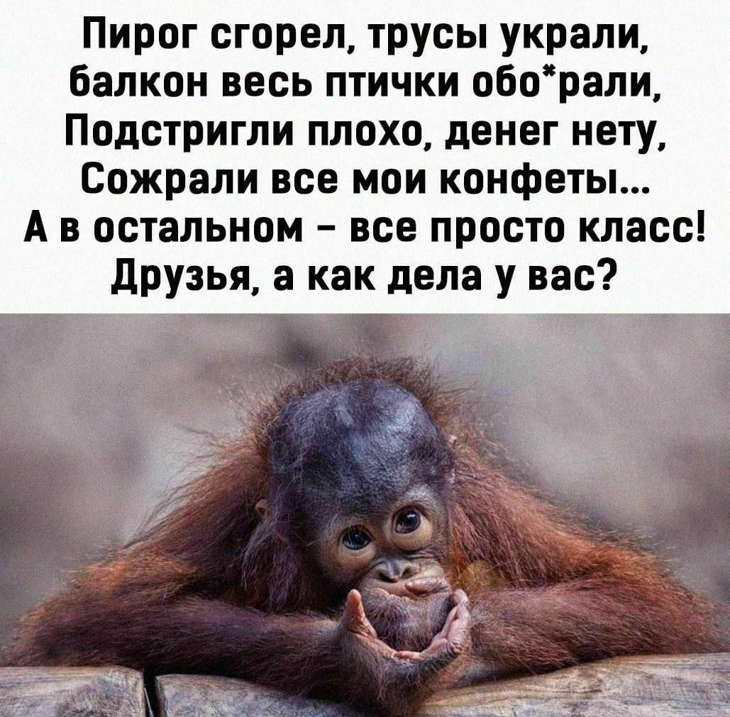 Пирог сгорел, трусы украли, балкон весь птички об*рали, Подстригли плохо, денег нету, Сожрали все мои конфеты... А в остальном – все просто класс! Друзья, а как дела у вас?