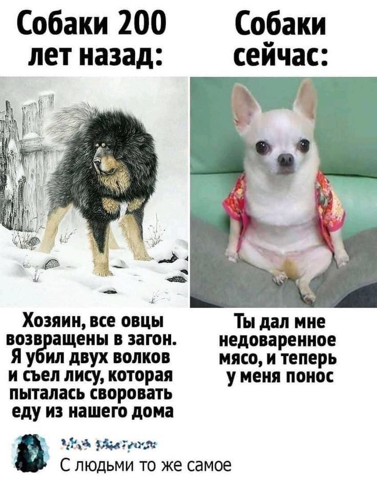 Собаки 200 лет назад: Хозяин, все овцы возвращены в загон. Я убил двух волков и съел лису, которая пыталась своровать еду из нашего дома. Собаки сейчас: Ты дал мне недоваренное мясо, и теперь у меня понос.