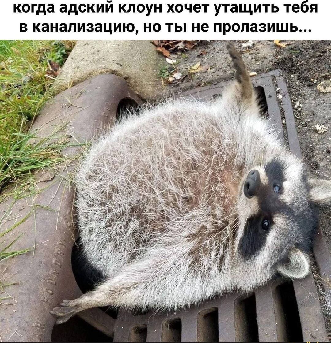 когда адский клоун хочет утатить тебя в канализацию, но ты не пролазишь...