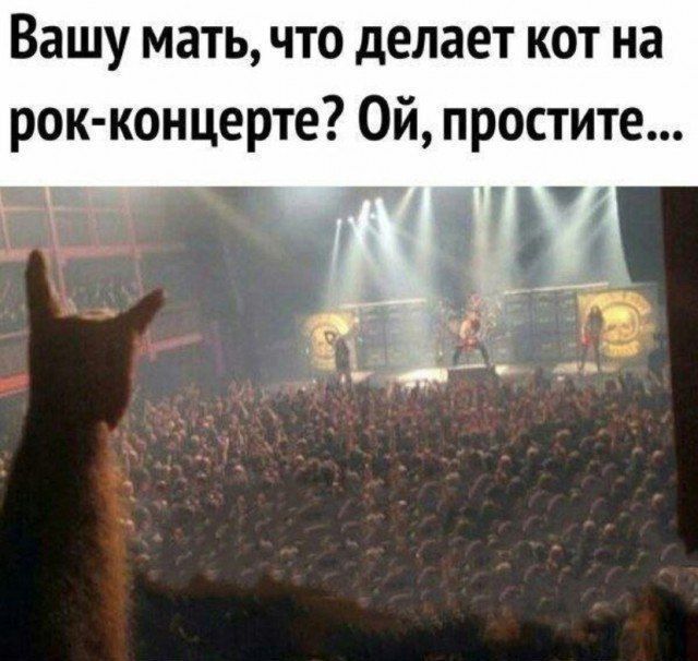 Вашу мать, что делает кот на рок-концерте? Ой, простите...