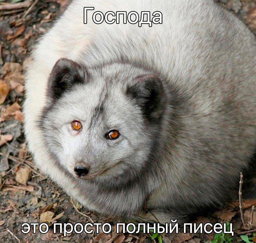 Господа это просто полный писец