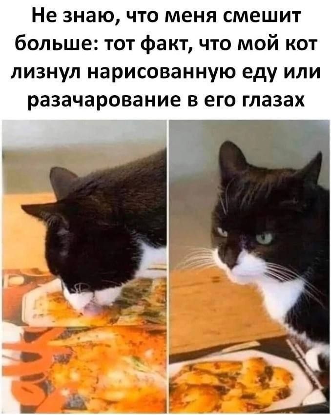 Не знаю, что меня смешит больше: тот факт, что мой кот лизнул нарисованную еду или разочарование в его глазах