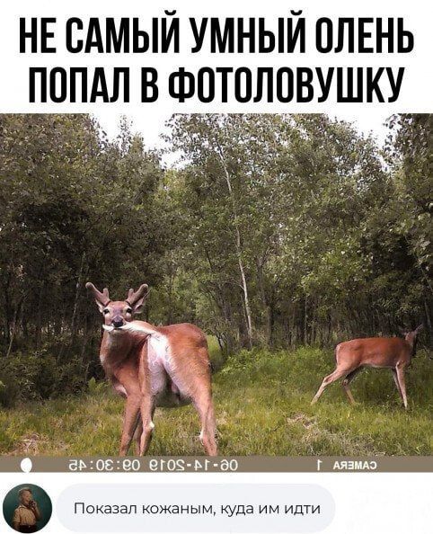 НЕ САМЫЙ УМНЫЙ ОЛЕНЬ ПОПАЛ В ФОТОЛОВУШКУ
Показал кожаным, куда им идти