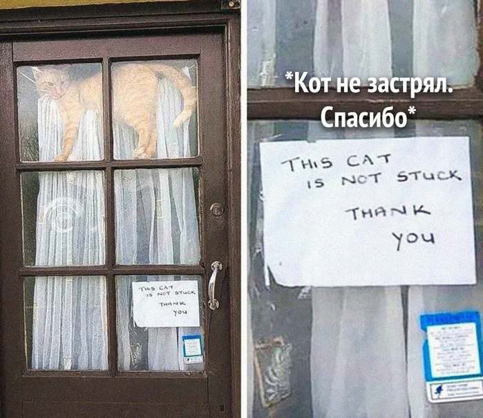 Кот не застрял. Спасибо. THIS CAT IS NOT STUCK THANK YOU