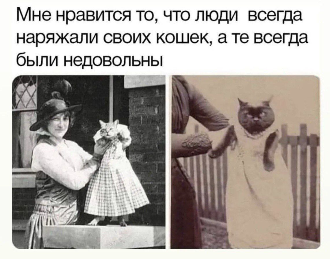 Мне нравится то, что люди всегда наряжали своих кошек, а те всегда были недовольны.