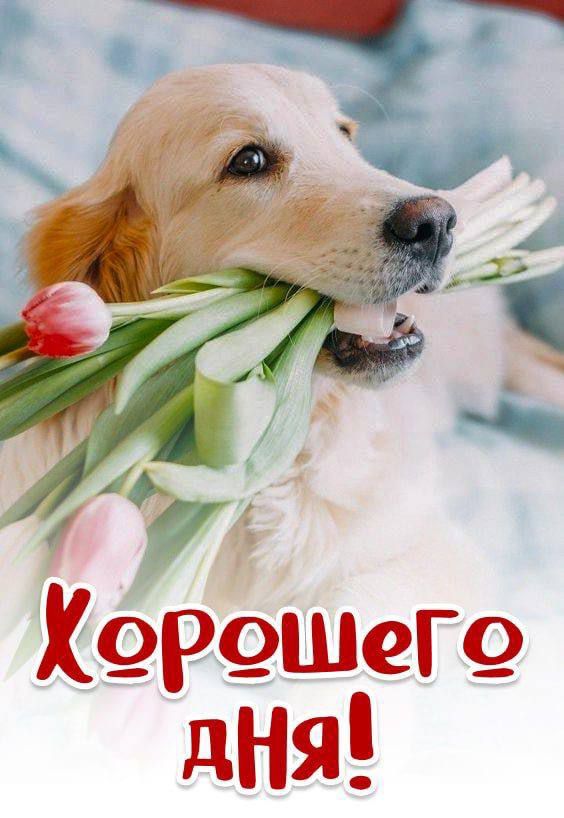 Хорошего дня!