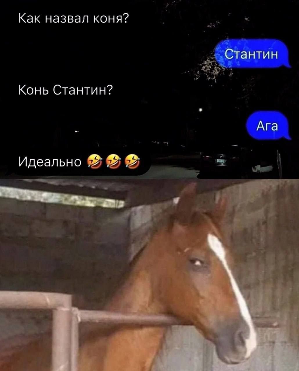 Как назвал коня? Стантин Конь Стантин? Ага Идеально 🤣🤣