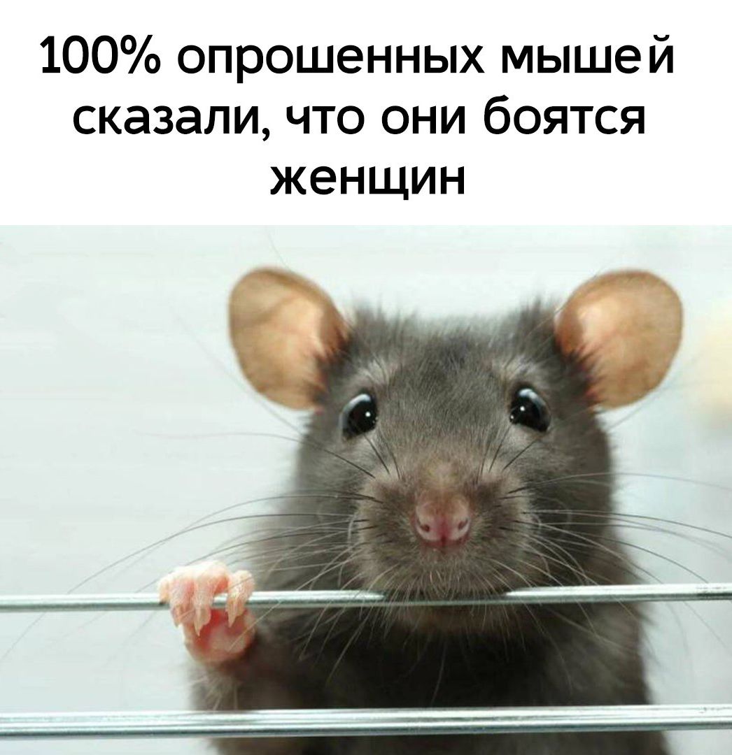 100% опрошенных мышей сказали, что они боятся женщин