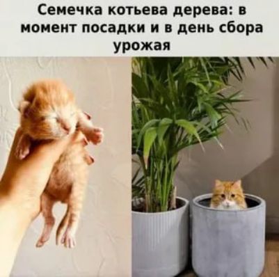 Семечка котьева дерева: в момент посадки и в день сбора урожая