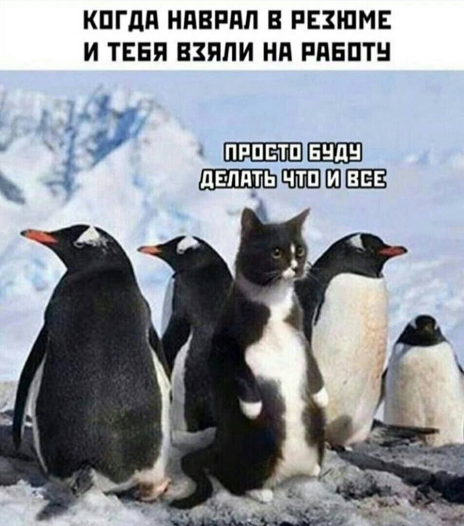 Когда наврал в резюме и тебя взяли на работу. Просто буду делать что и все.