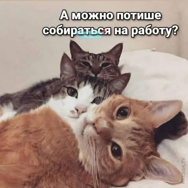 А можно потише собираться на работу?