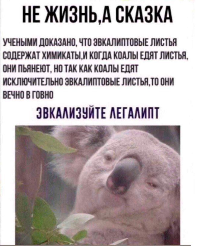 НЕ ЖИЗНЬ, А СКАЗКА
УЧЕНЫМИ ДОКАЗАНО, ЧТО ЭВКАЛИПТОВЫЕ ЛИСТЬЯ СОДЕРЖАТ ХИМИКАТЫ, И КОГДА КОАЛЫ ЕДЯТ ЛИСТЬЯ, ОНИ ПЬЯНЕЮТ, НО ТАК КАК КОАЛЫ ЕДЯТ ИСКЛЮЧИТЕЛЬНО ЭВКАЛИПТОВЫЕ ЛИСТЬЯ, ТО ОНИ ВЕЧНО В ГОВНО
ЗВКАЛИЗУЙТЕ ЛЕГАЛИПТ