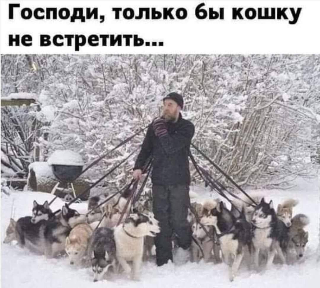 Господи, только бы кошку не встретить..