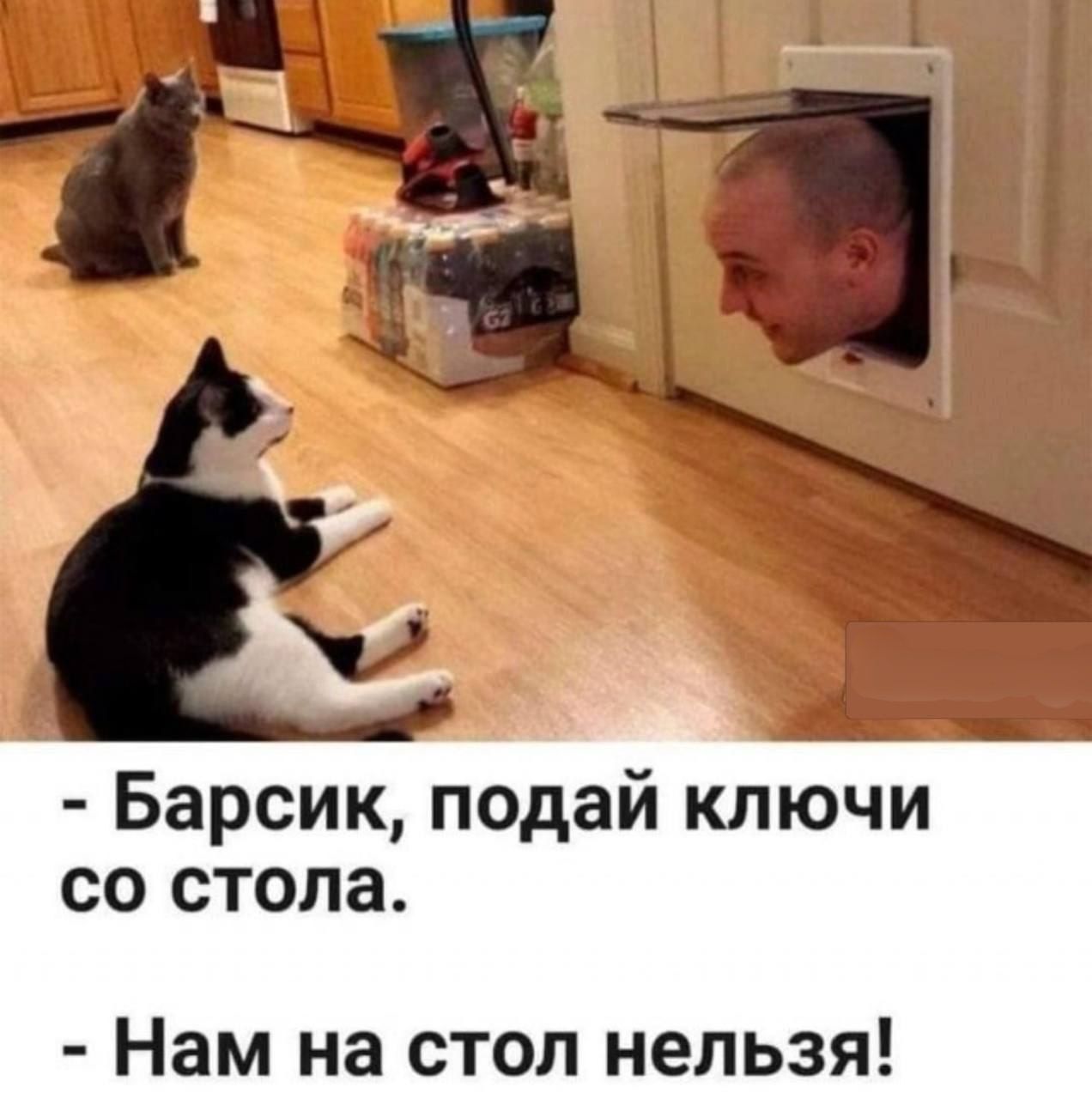 - Барсик, подай ключи со стола.
- Нам на стол нельзя!
