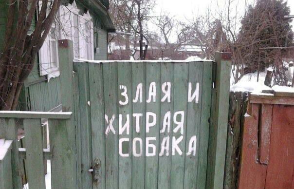 ЗЛАЯ И ХИТРАЯ СОБАКА