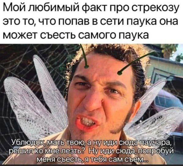 Мой любимый факт про стрекозу это то, что попав в сети паука она может съесть самого паука
Ублюдок, мать твою, а ну иди сюда паучара, решил ко мне лезть? Ну иди сука, попробуй меня съесть, я тебя сам съем..