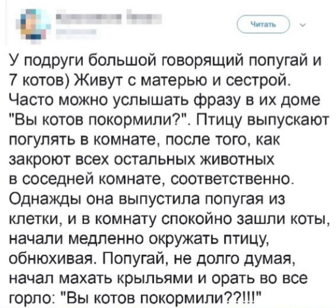 У подруги большой говорящий попугай и 7 котов) Живут с матерью и сестрой. Часто можно услышать фразу в их доме 'Вы котов покормили?'. Птицу выпускают попугай из клетки, и в комнату спокойно зашли коты, начали медленно окружать птицу, обнюхивая. Попугай, же долго думая, начал махать крыльями и орать во все горло: 'Вы котов покормили???!!!'