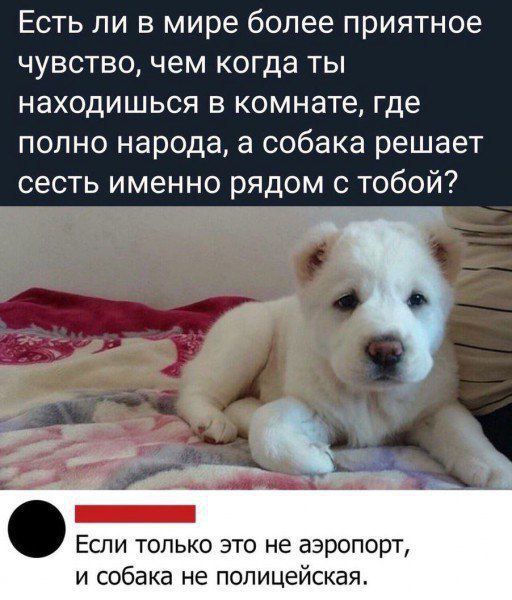 Есть ли в мире более приятное чувство, чем когда ты находишься в комнате, где полно народа, а собака решает сесть именно рядом с тобой? Если только это не аэропорт, и собака не полицейская.