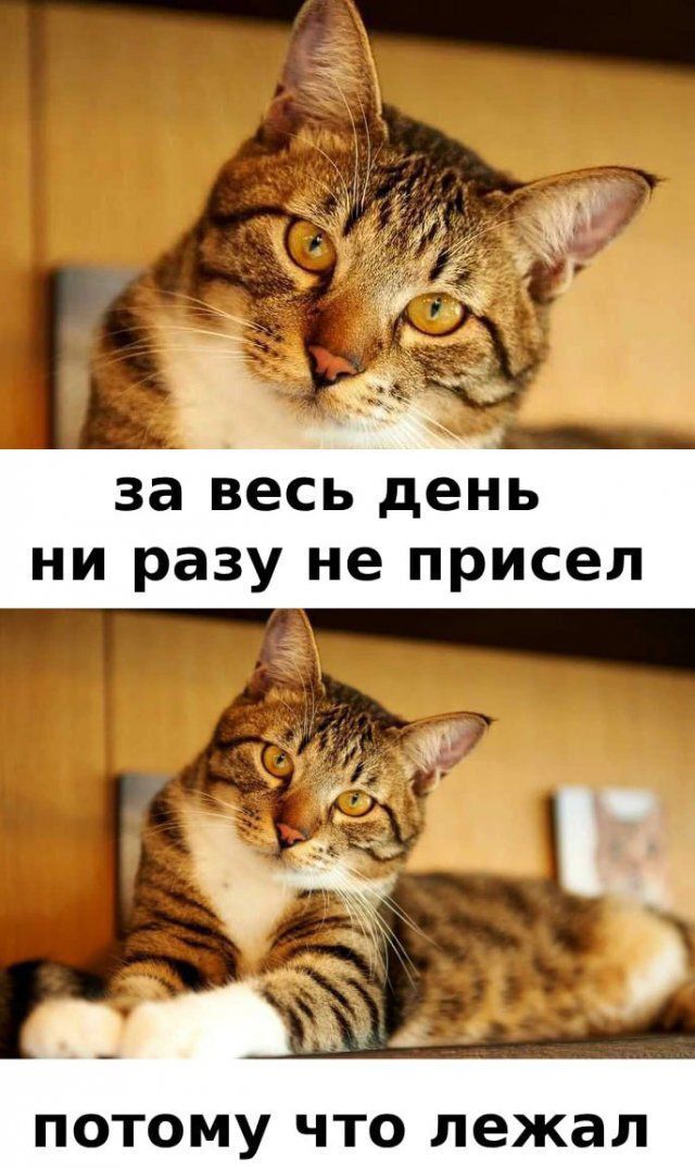 за весь день ни разу не присел потому что лежал