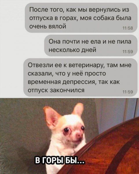После того, как мы вернулись из отпуска в горы, моя собака была очень вялой. Она почти не ела и не пила несколько дней. Отвезли её к ветеринару, там мне сказали, что у неё просто временная депрессия, так как отпуск закончилcя
