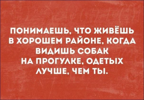 ПОНИМАЕШЬ, ЧТО ЖИВЁШЬ В ХОРОШЕМ РАЙОНЕ, КОГДА ВИДИШЬ СОБАК НА ПРОГУЛКЕ, ОДЕТЫХ ЛУЧШЕ, ЧЕМ ТЫ.