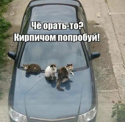 Чё орать-то? Кирпичом попробуй!