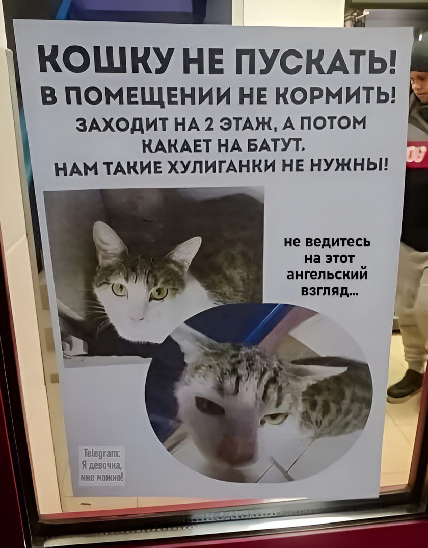 КОШКУ НЕ ПУСКАТЬ! В ПОМЕЩЕНИИ НЕ КОРМИТЬ! ЗАХОДИТ НА 2 ЭТАЖ, А ПОТОМ КАКАЕТ НА БАТУТ. НАМ ТАКИЕ ХУЛИГАНКИ НЕ НУЖНЫ! не ведитесь на этот ангельский взгляд... Telegram: Я девочка, мне можно