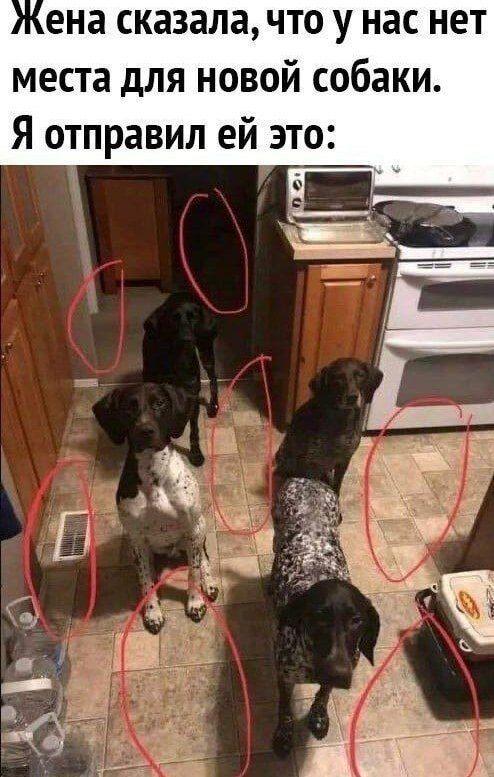 Жена сказала, что у нас нет места для новой собаки. Я отправил ей это: