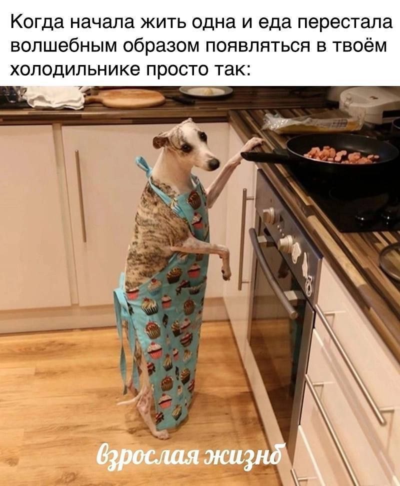 Когда начала жить одна и еда перестала волшебным образом появляться в твоём холодильнике просто так:\nvзрослая жизнь