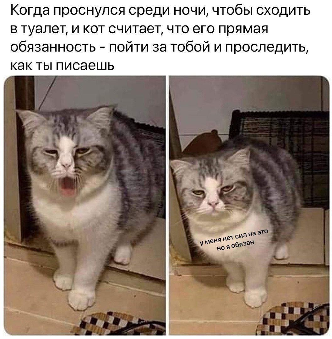 Когда проснулся среди ночи, чтобы сходить в туалет, и кот считает, что его прямая обязанность - пойти за тобой и проследить, как ты пишешь. У меня нет сил на это но я обязан.