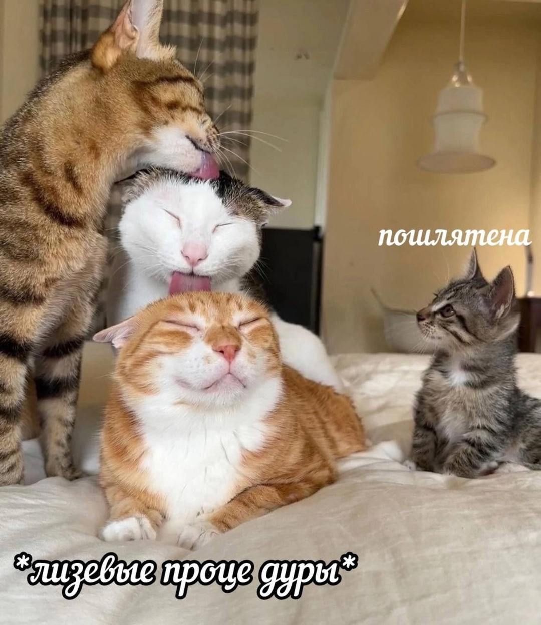 пошлятена
*алзые проще дыр*