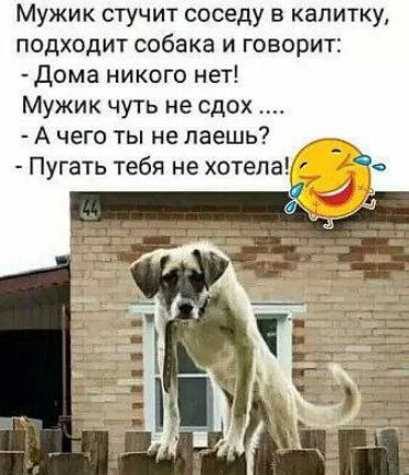Мужик стучит соседа в калитку, подходит собака и говорит: - Дома никого нет! Мужик чуть не сдох .... - А чего ты не лаешь? - Пугать тебя не хотела!