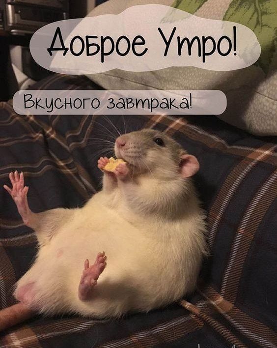 Доброе утро! Вкусного завтрака!