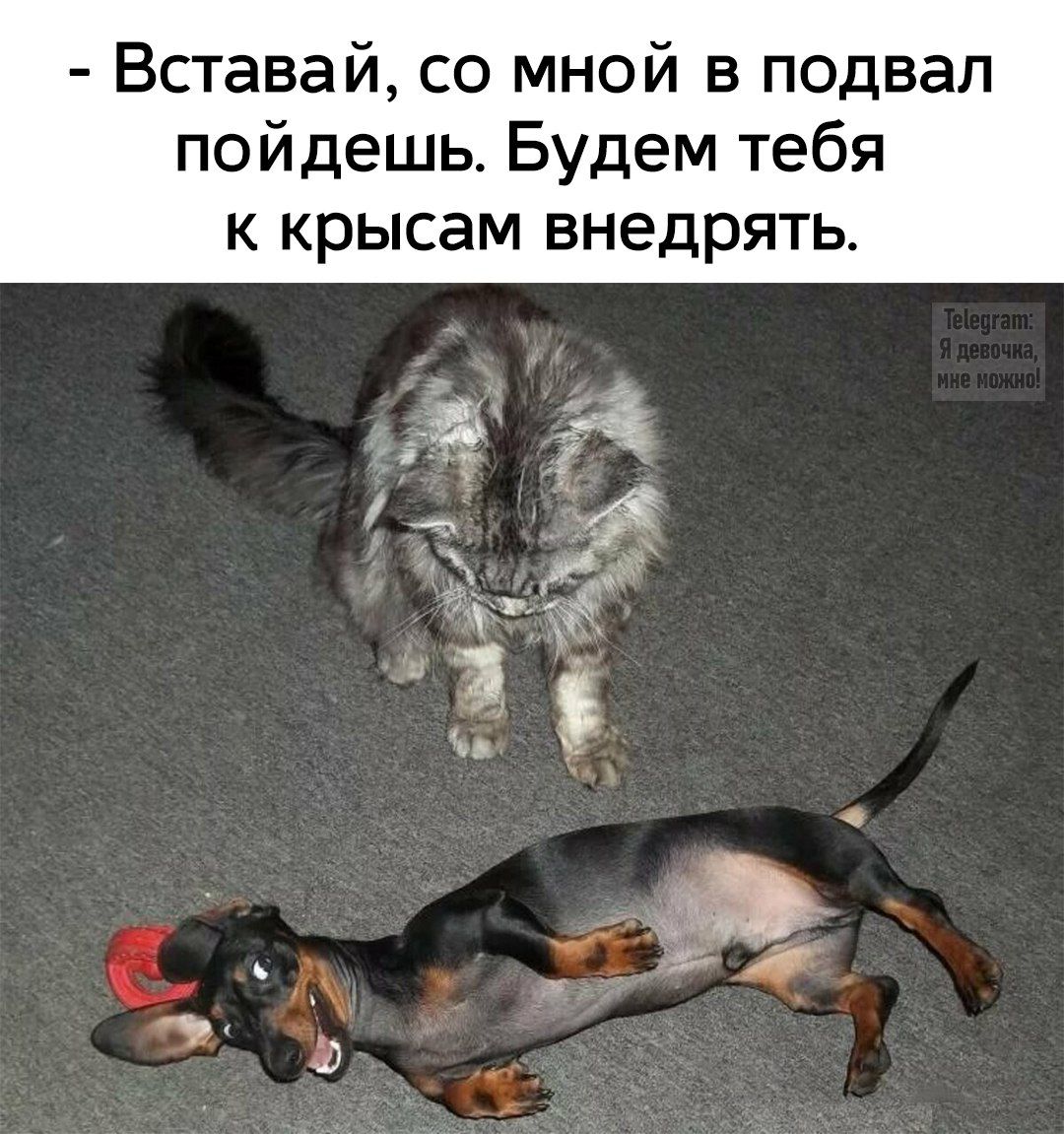 - Вставай, со мной в подвал пойдешь. Будем тебя к крысам внедрять.