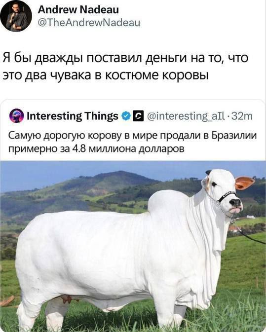Я бы дважды поставил деньги на то, что это два чувака в костюме коровы
Самую дорогую корову в мире продали в Бразилии примерно за 4.8 миллиона долларов